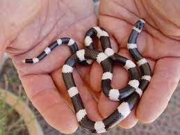 The Bandy Bandy Is Also Found In Area S Where Termites Are Found Where He Mainly Feeds On Blind Snakes Both Snakes Are Mainl Termite Infestation Termites Snake