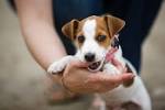 PuppyFind | Jack Russell Terrier Puppies for Sale