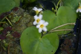 Image result for Nymphoides senegalensis