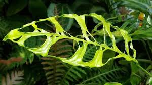 Monstera Obliqua Is It Real Does It Exist Can It Be Bought In Europe Uk Literally Cannot Stop Thinking About It O Houseplants
