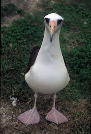 Bird With Black Head And White Body Pin On Birds