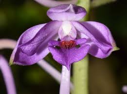 Image result for Calanthe sylvatica