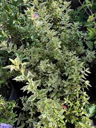 Image result for Jatropha scaposa