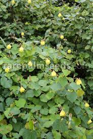 Image result for Hibiscus tiliaceus