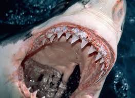 What type of shark has the most teeth? Shark Teeth Have Built In Toothpaste Smart News Smithsonian Magazine