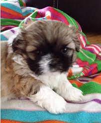 The shih tzu's flourished during. Shih Tzu Puppies For Sale In Iowa Shih Tzu Puppy Cute Puppies For Sale Shih Tzu