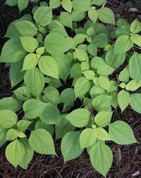 Image result for Boehmeria nivea