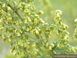 Image result for Artemisia afra