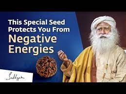 Sadhguru On Mahashivratri 2021 Get Free Rudraksh Grace Of Shiva Adiyogi Benefits Of Rudraksha Golectures Online Lectures Mahashivratri 2021 date, time and significance. sadhguru on mahashivratri 2021 get