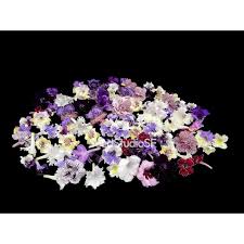 Image result for Streptocarpus eylesii