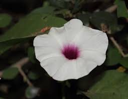 Image result for Argyreia