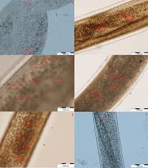 Morphology of larvae of Thelazia gulosa (a, b), Thelazia rhodesi (c)... |  Download Scientific Diagram