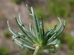 Image result for Spergula