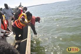 The island is surrounded by white powdery sandy beach and crystal clear water lagoon and a house reef full of colorful fish. Koome Island Residents Launch Project To Restock L Victoria With Singida Fish Uganda Radionetwork