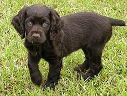 Boykin Spaniel Boykin Spaniel Boykin Spaniel Puppies Cocker Spaniel Dog