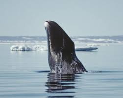 B) trei plante care cresc. Animale Cu Speranta Mare De Viata Galerie Foto