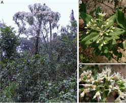 Image result for Vernonia amygdalina