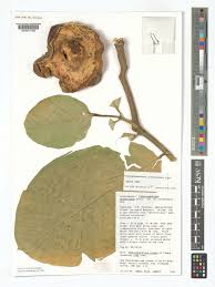 Image result for Tabernaemontana pachysiphon