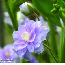 Image result for Geranium `Summer Skies`