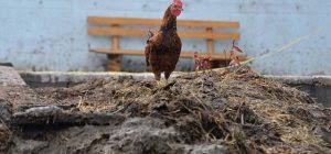 Cara budidaya ayam petelur ini diterapkan oleh mitra kami, dengan hasil sangat menggiurkan. Cara Membuat Pupuk Organik Dari Kotoran Ayam Petelur Ilmubudidaya Com