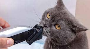 Whether your cat has short hair, long hair, mats and clumps in their fur, or sensitive skin, we've got a pair of clippers that's right for you. Best Cat Hair Clippers Top Tools For Grooming And Removing Matted Fur