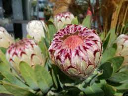 Protea Royal Crest Flowers Beach Road Foliage