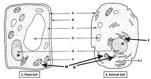 Maybe you would like to learn more about one of these? Cell Organelles Diagram Quizlet