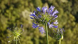 It's also called sea lavender. 62 Types Of Purple Flowers With Pictures Flower Glossary