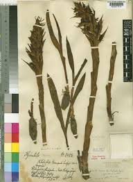 Image result for Disa zombica