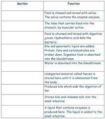 .1.what is the correct arrangement of these digestive system organs. Digestive System Scoilnet