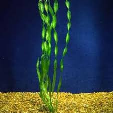 Image result for Vallisneria spiralis