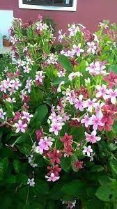 Read reviews from world's largest community for readers. Anak Pokok Akar Dani Hawaii Home Furniture Gardening On Carousell