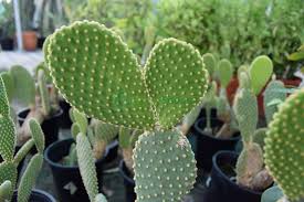 As long as they get lots of. Opuntia Ficus Indica Or Barbary Fig Indian Fig Buy Online Green Souq Uae