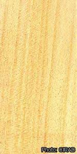 Image result for Triplochiton zambesiacus