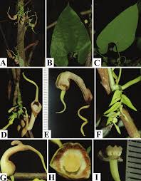 Image result for Aristolochiaceae