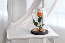 Led glass rose is a symbol of appreciation, best wishes, forever love, passion, and romantics. Amazon Com Beauty And The Beast Rose Medium Size Live Forever Rose Enchanted Rose Rose In Glass Dome Forever Rose Rose In Glass Preserved Rose Preserved Flower Peach Rose Handmade