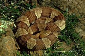 Image Gallery Snakes Of The World Snake Reptiles Deadly Animals