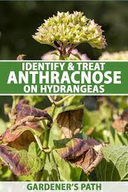 Prevent gray mold by trimming the affected area and spraying with fungicide. How To Identify And Treat Anthracnose On Hydrangeas Gardener S Path