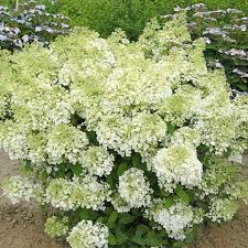 Image result for Basella paniculata