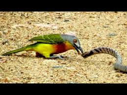 Owls snakes and cats eat birds but there is morecentipede eats mouse.even cats eat mousehawks, owls, coyotes, foxes, cats, weasels, etc. Bird Vs Snake Youtube
