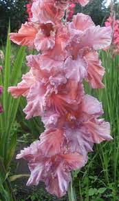 Kardeliai Gėlės Gladiolus Flower Flower Pictures Gladiolus