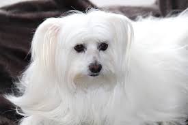 Facts About Maltese Dogs