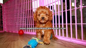 Cavapoos (aka cavoodles or cavadoodles) and mini cavapoos are a mix of a mini poodle (or toy poodle) and a purebred cavalier king charles spaniel. Ruby Red Cavapoo Puppies For Sale Gwinnett County Georgia At Lawrenceville Puppies For Sale Local Breeders