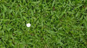 Complete dissolution may take a couple of days, so be patient. Carpetgrass Weed Killer Lawn Dork