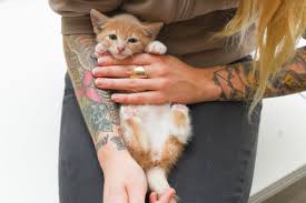 It's difficult to tell in a kitten this age because they still don't see well. How To Determine The Sex Of A Kitten Kitten Lady