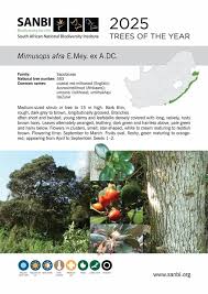 Image result for Mimusops afra