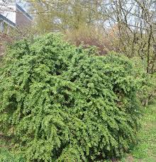Image result for Berberis verruculosa