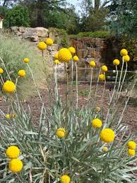 8 119 просмотров27 дней назад. One Of My Favourite Grassland Plants Craspedia Otherwise Known As Billy Buttons Update Has Since Been Re Backyard Plants Australian Native Garden Plants