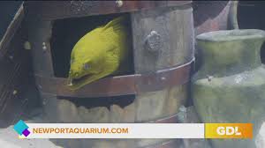 Maybe you would like to learn more about one of these? Shark Summer At Newport Aquarium Whas11 Com