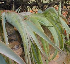 Image result for Aloe ballii